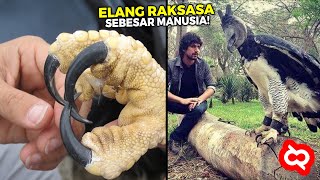 Punya Cakar Super Besar Inilah Burung Elang Terbesar Penguasa Udara yg Masih Hidup Sampai Sekarang [upl. by Eimerej709]