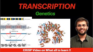 Transcription  Molecular Biology Video [upl. by Troth343]