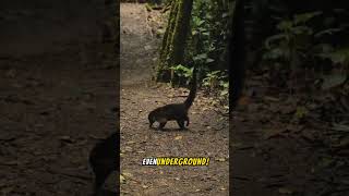 Coatis Amazing Facts About These Curious Creatures cute animals Coatis wildlife wildlifefacts [upl. by Marlowe]