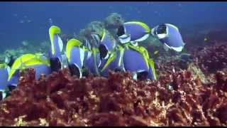 Blue Tang Surgeonfish Acanthurus coeruleus [upl. by Kcired]