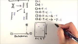 A2 Biology  DNA sequencing OCR A Chapter 212 [upl. by Sirrot]