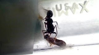 TrapJaw Queen Ant Eating Termite Then Feeding Larvae Closeup View of SemiClaustral Life [upl. by Loughlin252]