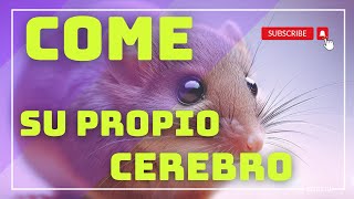 Este pequeño animal se come su propio cerebro ¿por qué lo hace [upl. by Artima]