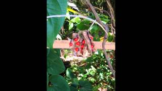 Abrus precatorius  Rosary Pea┃Sacred Herbs and Botanicals [upl. by Amliv]