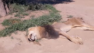 WARNING NOT FOR THE SENSITIVE 4 Days footage of a dying male lion  Kgalagadi Transfrontier Park [upl. by Analaj44]