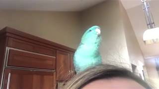 Small parrot talking singing and beatboxing parrot beatbox cutebird amazing birdtalk linnie [upl. by Eillor]