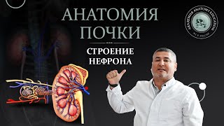 Почка Анатомия почки Строение нефрона  Kidney anatomy Nephron structure [upl. by Sert]