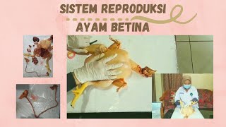 SISTEM REPRODUKSI HEWAN AYAM BETINA [upl. by Enilrahc]