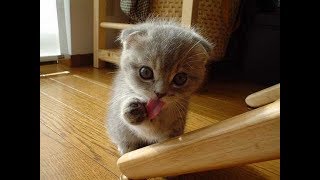 Cats are always cutest and funniest  Funny cat compilation [upl. by Hilliary]