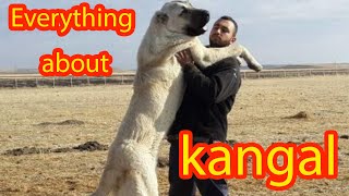 Kangal Dogs  Everything You Need To Know [upl. by Amekahs905]