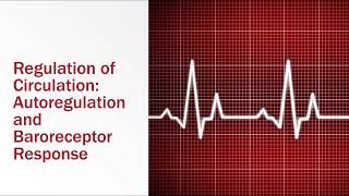 Regulation of Circulation Autoregulation and Baroreceptor Response [upl. by Nrublim533]