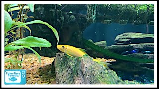 Chinese Algae Eater Species Profile [upl. by Marilin]