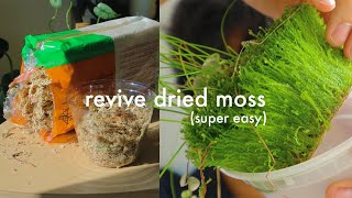 How to revive dried sphagnum moss  easy tutorial [upl. by Oriel281]