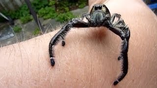 Biggest Jumping Spider EVER DOCUMENTED ON CAMERA Massive male Hyllus Diardi jumps on the camera [upl. by Allin443]