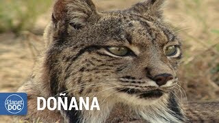 Doñana National Park Spain Full Documentary [upl. by Seessel]