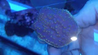 Turbinaria purple yellow S Coral gandalf [upl. by Jean-Claude]