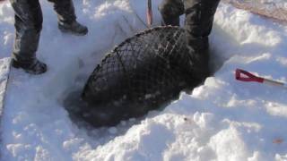 Nome King Crabbing on Bering Sea Ice [upl. by Niroc143]