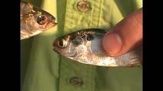 Gizzard Shad Fish 24 and Threadfin Shad differences [upl. by Weig]