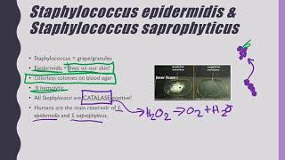 S epidermidis and saprophyticus [upl. by Orteip]