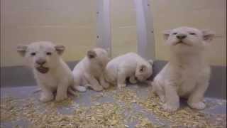 Toronto Zoo White Lion Cubs at 8 Weeks Old [upl. by Carmencita329]