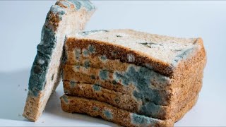 Why You Shouldnt Just Cut The Mold Off Old Bread [upl. by Vite]