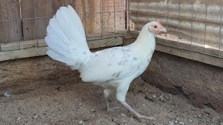 Black Mcrae Hen  Gallos Finos  Gamefowl [upl. by Nord]