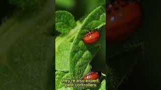 Meet the Ladybug Your Garden’s Friendly Entrepreneur [upl. by How]