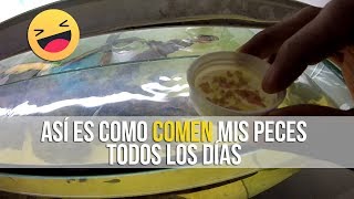 COMO DARLE DE COMER A LOS PECES CORRECTAMENTE  ACUARIOS DE TEHUACÁN [upl. by O'Connell131]