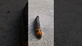 Meet the Hawk Moth Caterpillar Natures Cute Cuddly Chomper 🐛💕 [upl. by Hallam]