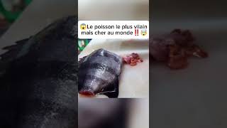 Lun des poissons le plus moche et cher au monde ‼️🤯 delicious food cuisine jofams4 [upl. by Analaf]