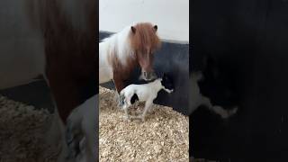 🔥 Mother child pony shots shortsviral pony [upl. by Eliezer]