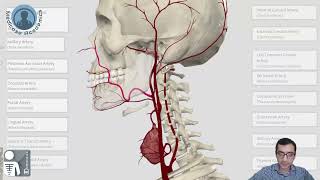 External Carotid Artery [upl. by Sadye]