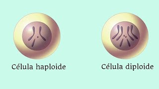 ¿Cuál es la diferencia entre HAPLOIDE y DIPLOIDE [upl. by Orhtej172]