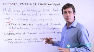 Euchromatin and Heterochromatin Constitutive vs Facultative  Chromatin Regulation [upl. by Ntsuj]