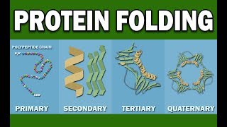 PROTEIN FOLDING [upl. by Wadsworth]