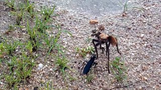 Tarantula Hawk vs Tarantula [upl. by Curt351]