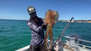 Awesome Calamari fishing in Westernport they were on FIRE [upl. by Ahsied428]