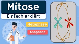 Mitose  Grundlagen und Phasen erklärt [upl. by Rinee]