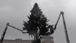 Spelacchio torna a Roma operai al lavoro per montare lalbero di Natale firmato Netflix [upl. by Thorndike]