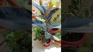 How to propagate rubber plant in water 🌊💦 shorts shortsviral rubberplants shortfeed grow [upl. by Balduin]