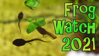 How to Feed Tadpoles  Frog Watch 2021 [upl. by Ahsatsan]