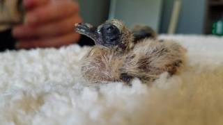 Feeding and weighing baby mourning doves [upl. by Roos]