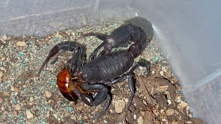 Short video mostly scorpions [upl. by Ayotahs730]