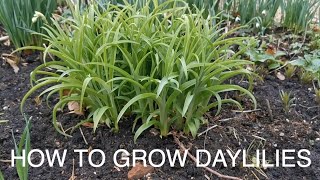 How to Grow Daylilies [upl. by Cherida]