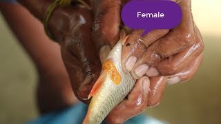 common carp fish male and female identification [upl. by Saree635]