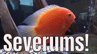 Amazing Red Severum Cichlid Tank fishfam [upl. by Genevieve]