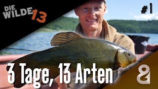 13 Fischarten in 3 Tagen DIE WILDE 13 Folge 1 [upl. by Atined]