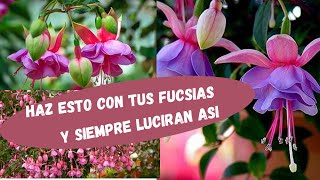 como cuidar 🌺LAS FUCSIAS🌺 [upl. by Lennie]