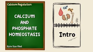 Calcium and Phosphate Homeostasis  Intro to Calcium Regulation  Endocrine Physiology [upl. by Gayl]