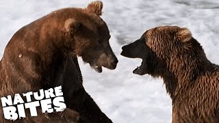 Epic Alaskan Grizzly Bear Fight  Nature Bites [upl. by Alva]